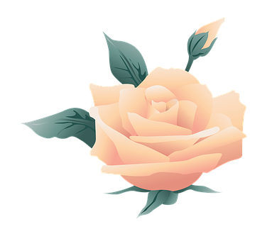 Peach Rose Illustration PNG with transparent background