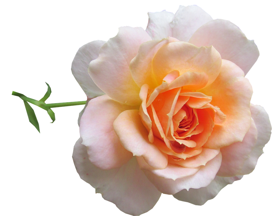 Peach Rose Isolated Background