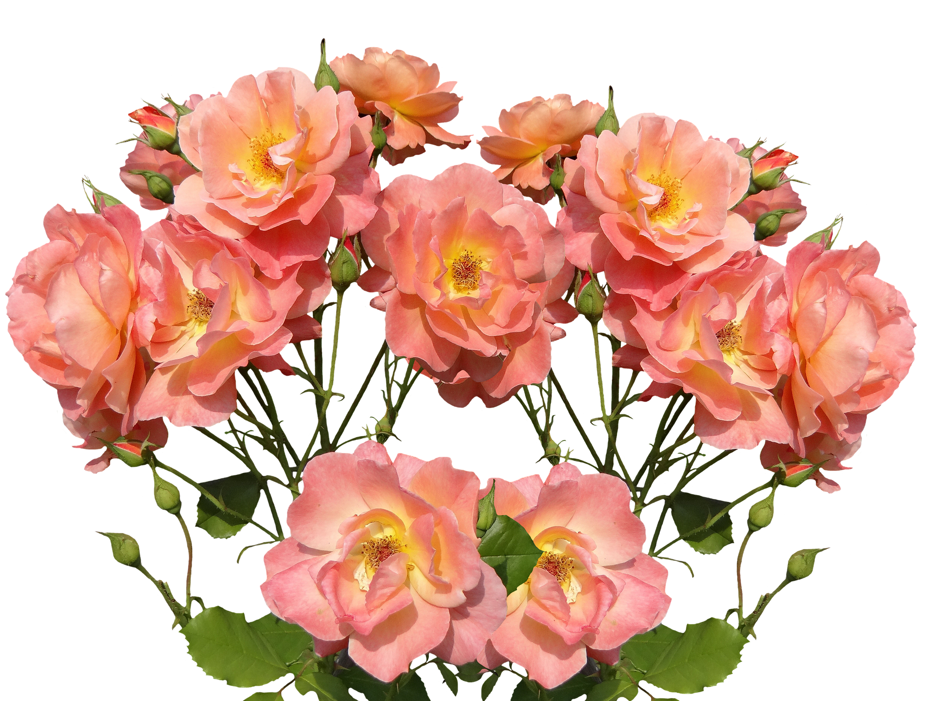Peach Roses Black Background PNG with transparent background