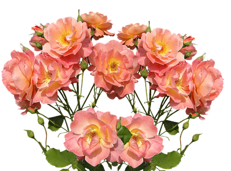 Peach Roses Black Background PNG with transparent background