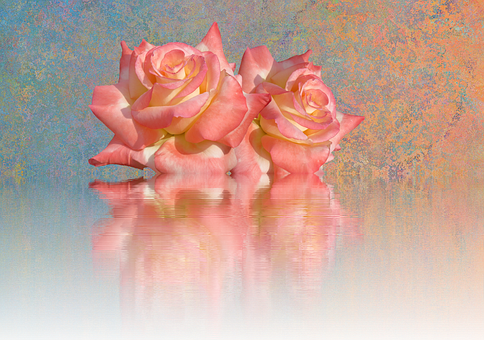 Peach Roses Reflection PNG with transparent background