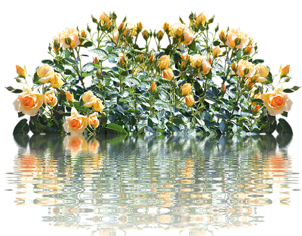 Peach Roses Reflection Water