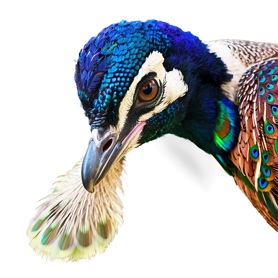 Peacock And Peahen Png Dlv