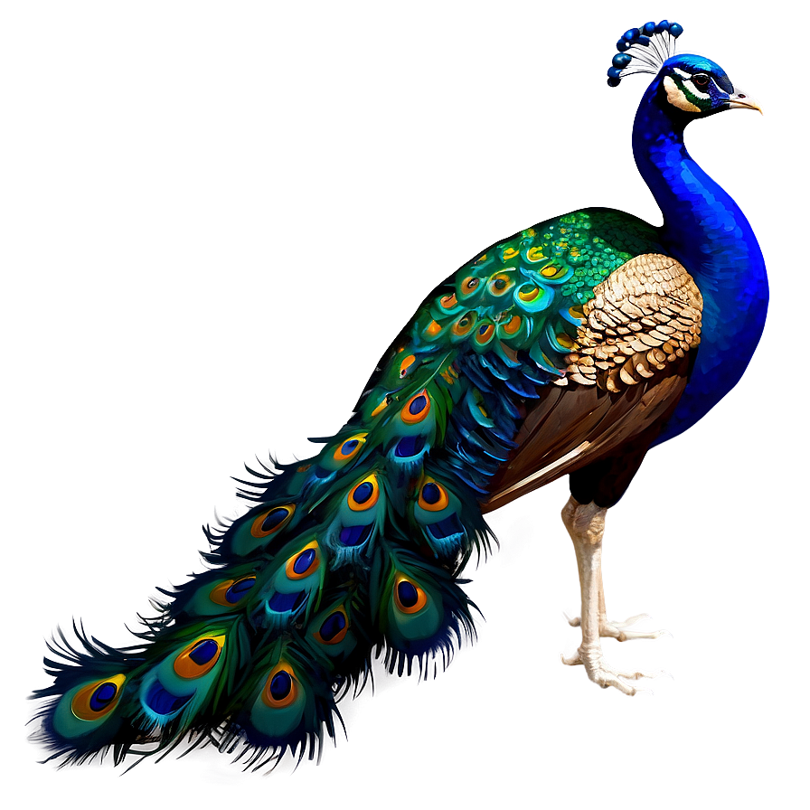 Peacock Beauty Profile PNG 06232024 PNG with transparent background