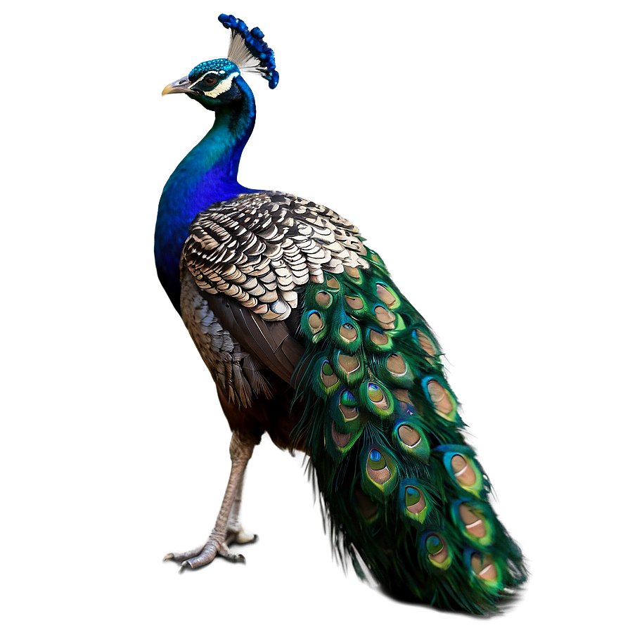 Peacock Beauty Profile PNG ceq93 PNG with transparent background