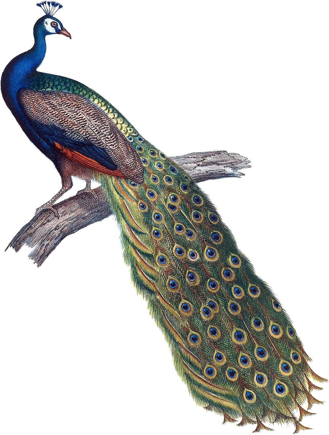 Peacock Clipart Peahen - Indian Peacock Png, Transparent Png PNG with transparent background