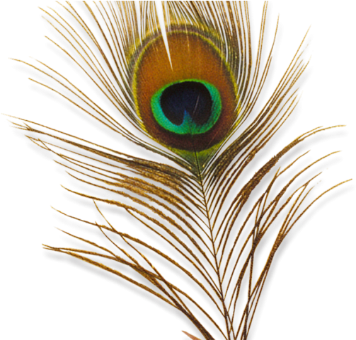 Peacock Feather Closeup