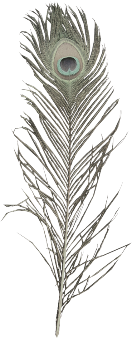 Peacock Feather Elegance PNG with transparent background