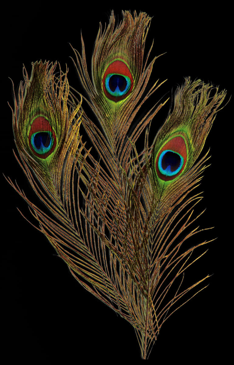 Peacock Feathers Black Background