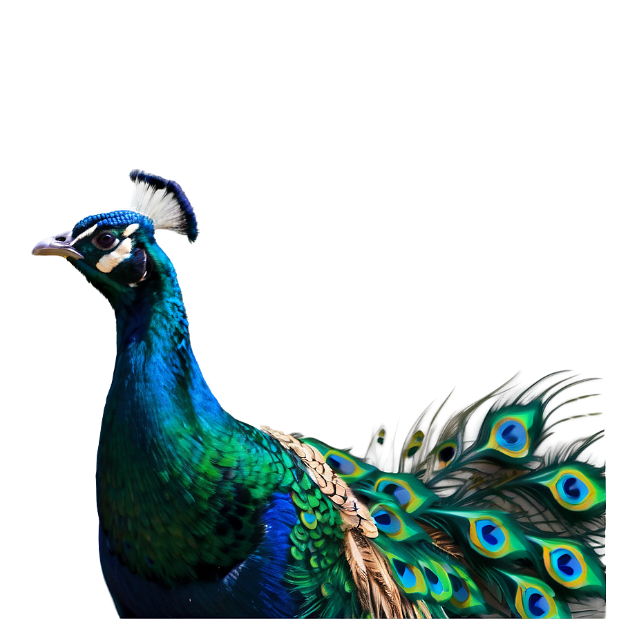 Peacock Illustration PNG 34 PNG with transparent background