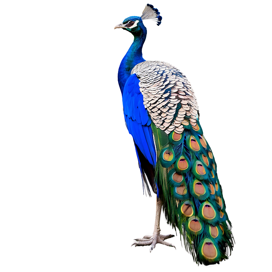 Peacock In Wild Png Qux2