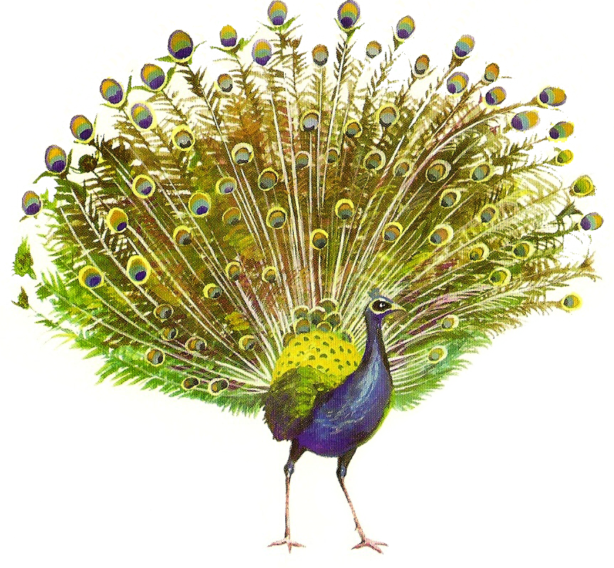 Peacock Png Free Image Download - Transparent Background Peacock Png, Png Download PNG with transparent background