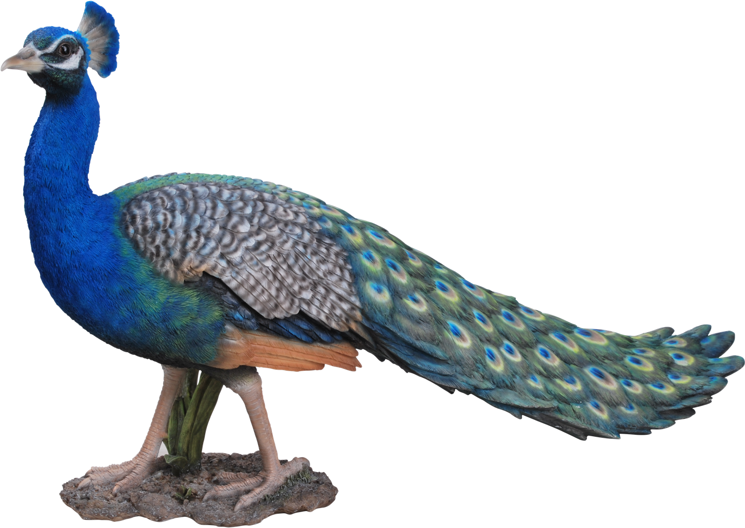 Peacock Png Photo Background - Peacock Images Png Hd, Transparent Png PNG with transparent background