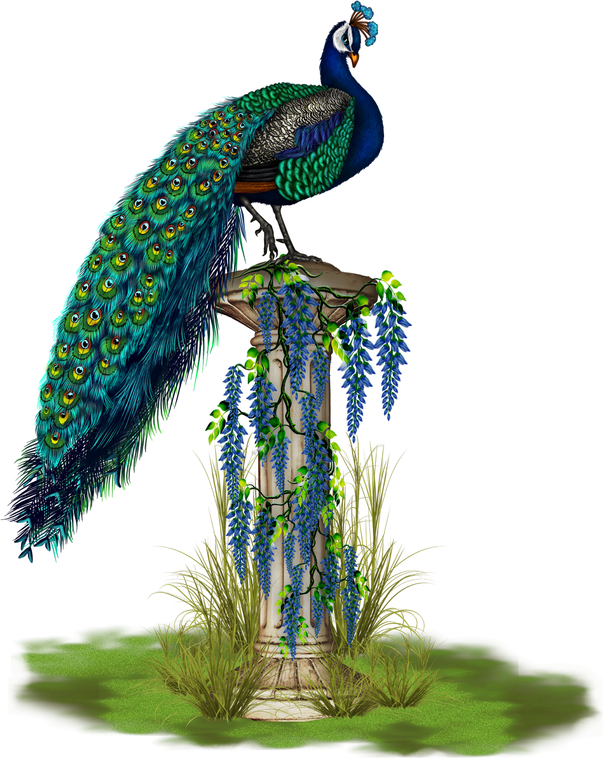 Peacock Png, Transparent Png PNG with transparent background