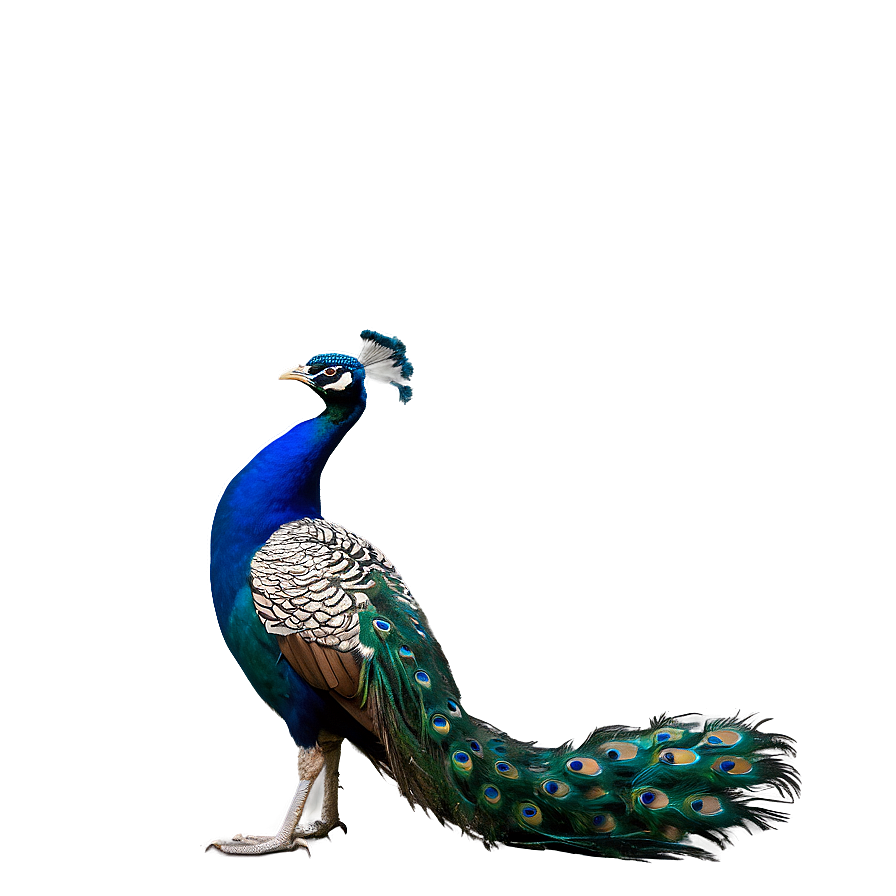 Peacock Profile Side View Png Jaf