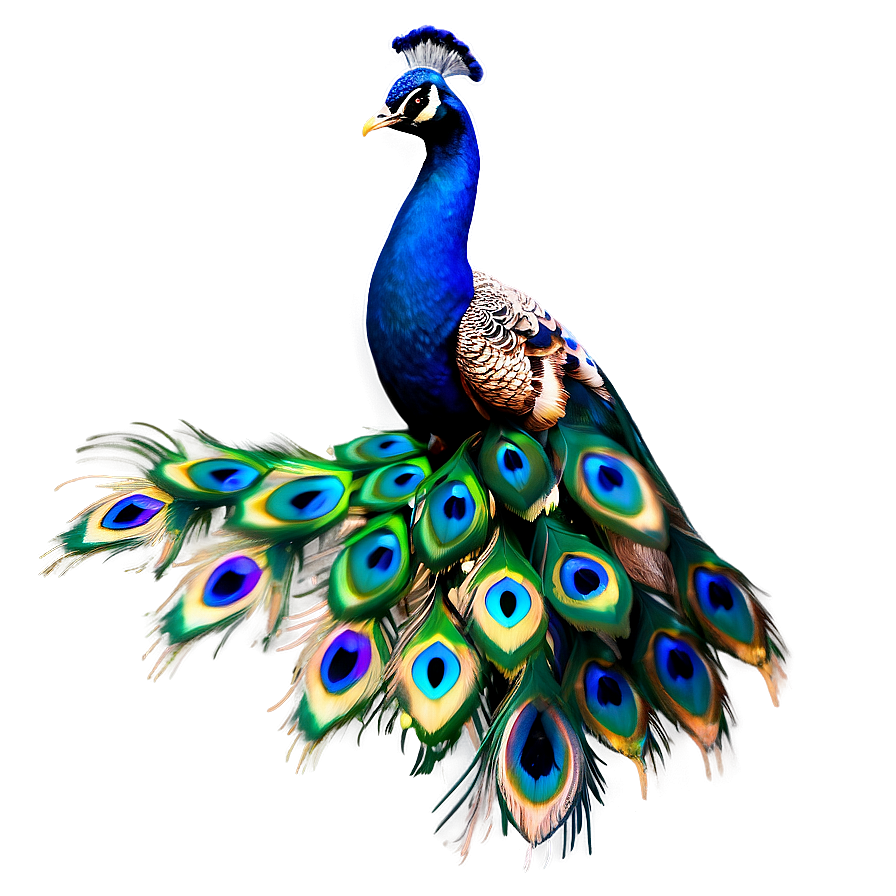 Peacock Tail Png 97