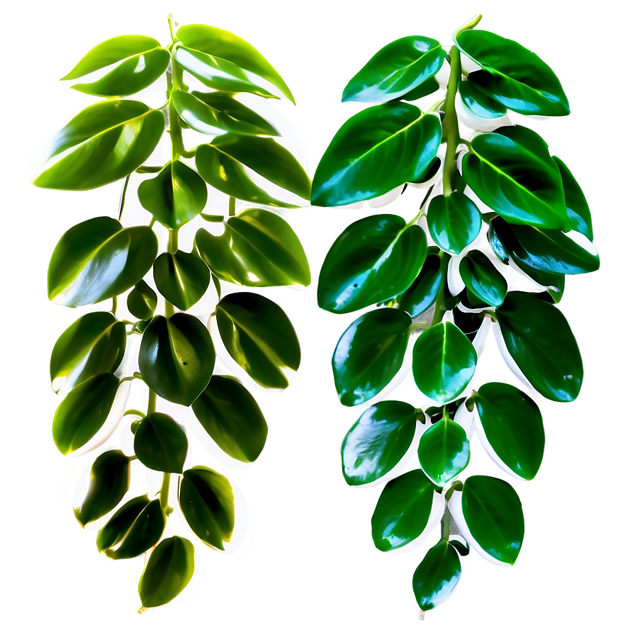 Pearl And Jade Pothos Differences Png Hdh25