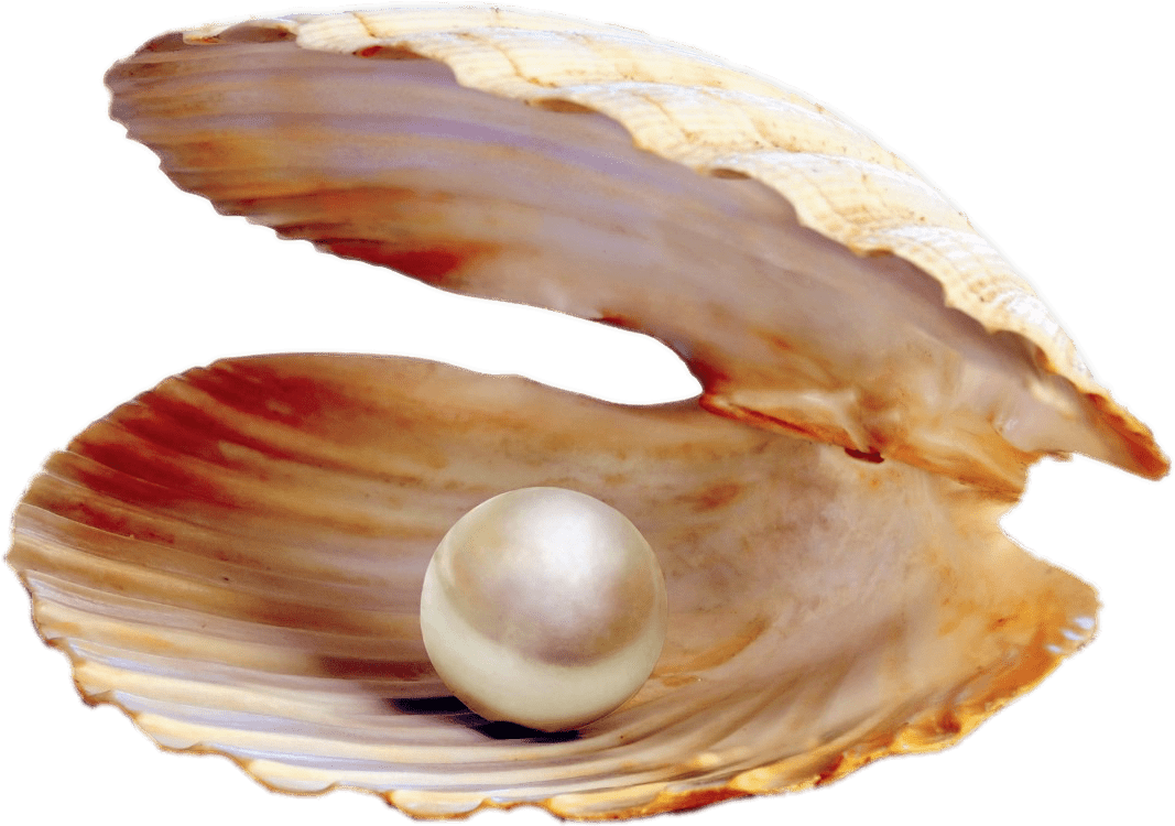 Pearl Png - Clam Pearl Png, Transparent Png PNG with transparent background