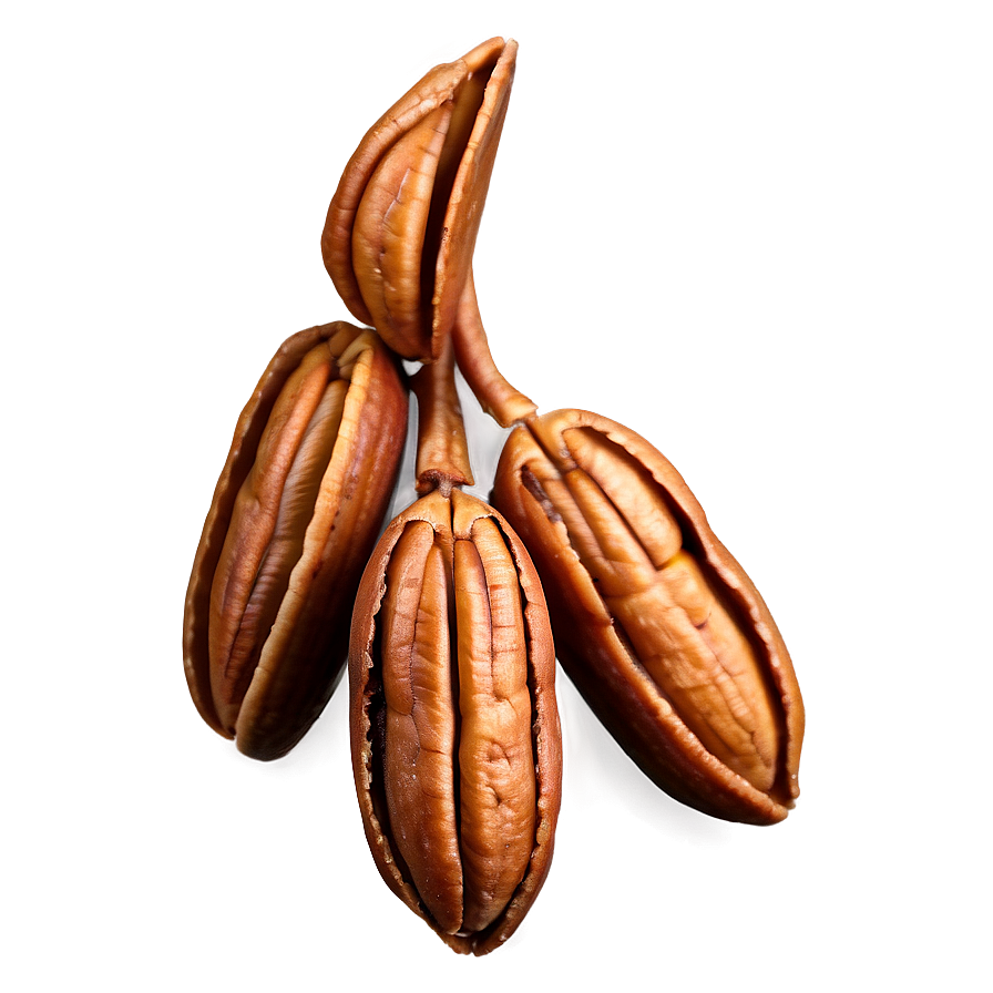Pecan Cluster PNG 06272024 PNG with transparent background
