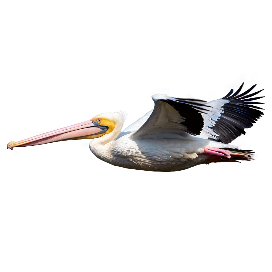 Pelican Flight At Dusk Png Gmq