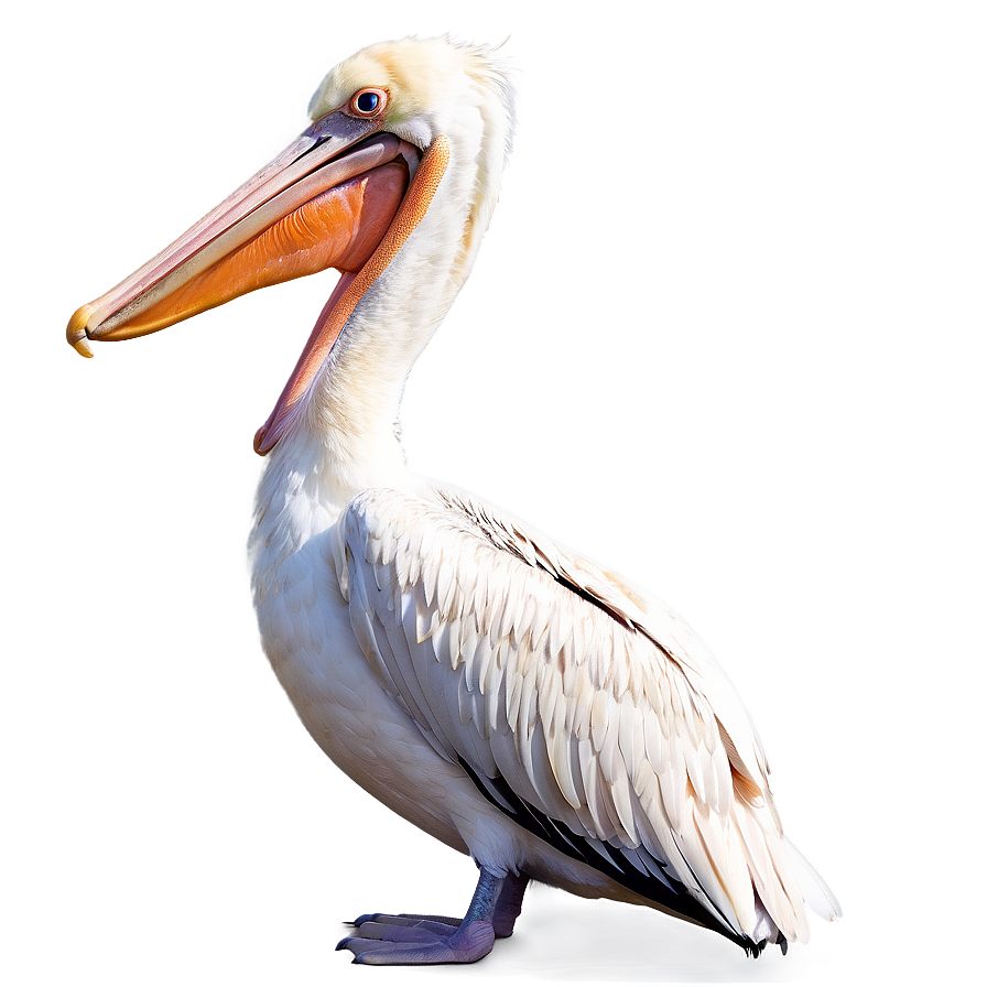 Pelican In Bright Daylight Png 06242024