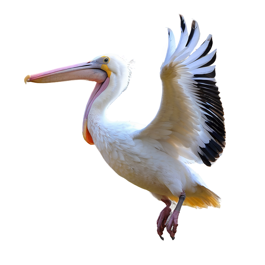 Pelican In Flight Png Bqi83