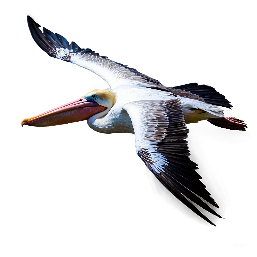 Pelican In Mid-flight Png Ufd79