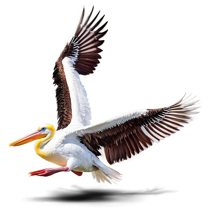 Pelican With Spread Wings Png Mnr95