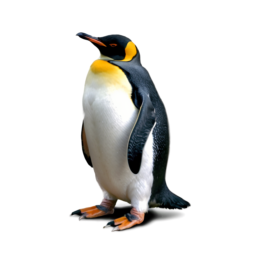 Penguin Couple Png 35