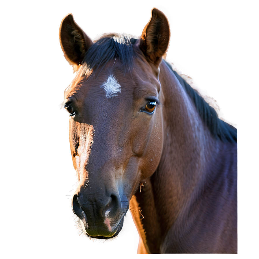 Pensive Mustang Horse Gaze Png Txw