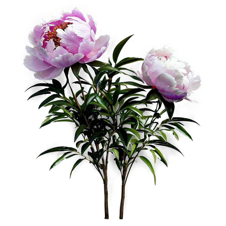 Peony Flower Bush Png Rtd