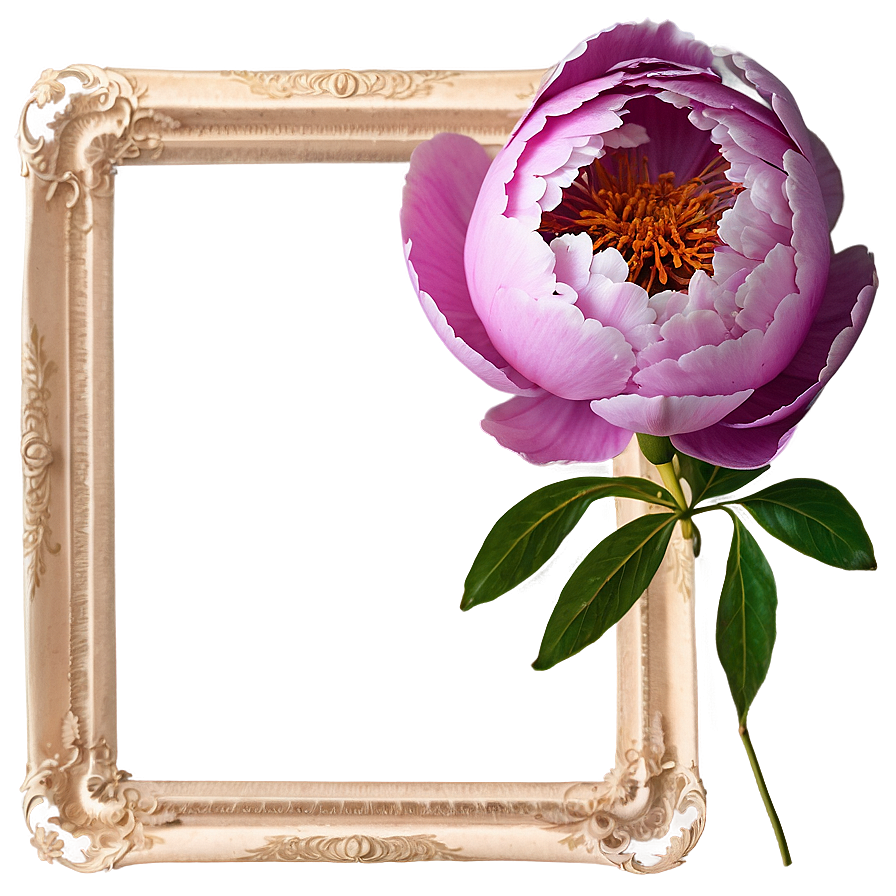 Peony Flower Frame PNG 05252024 PNG with transparent background