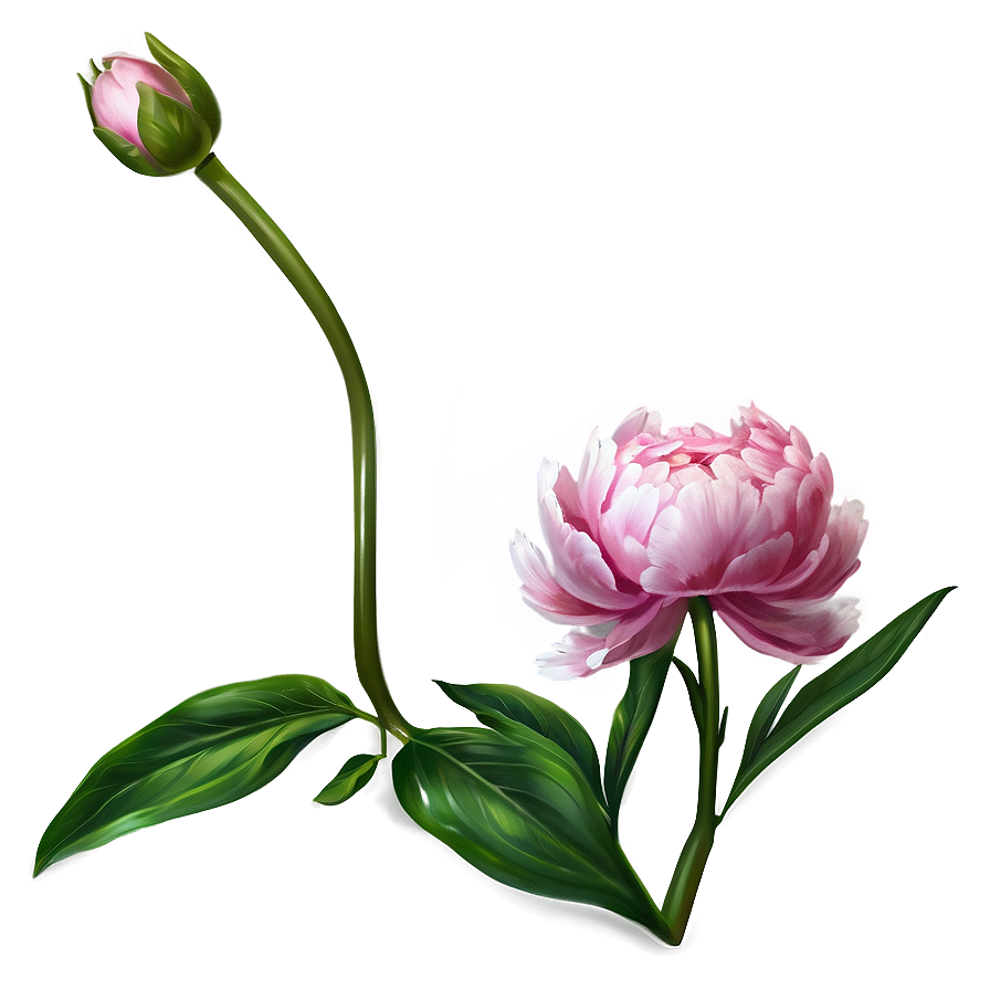 Peony Flower Illustration Png 05252024