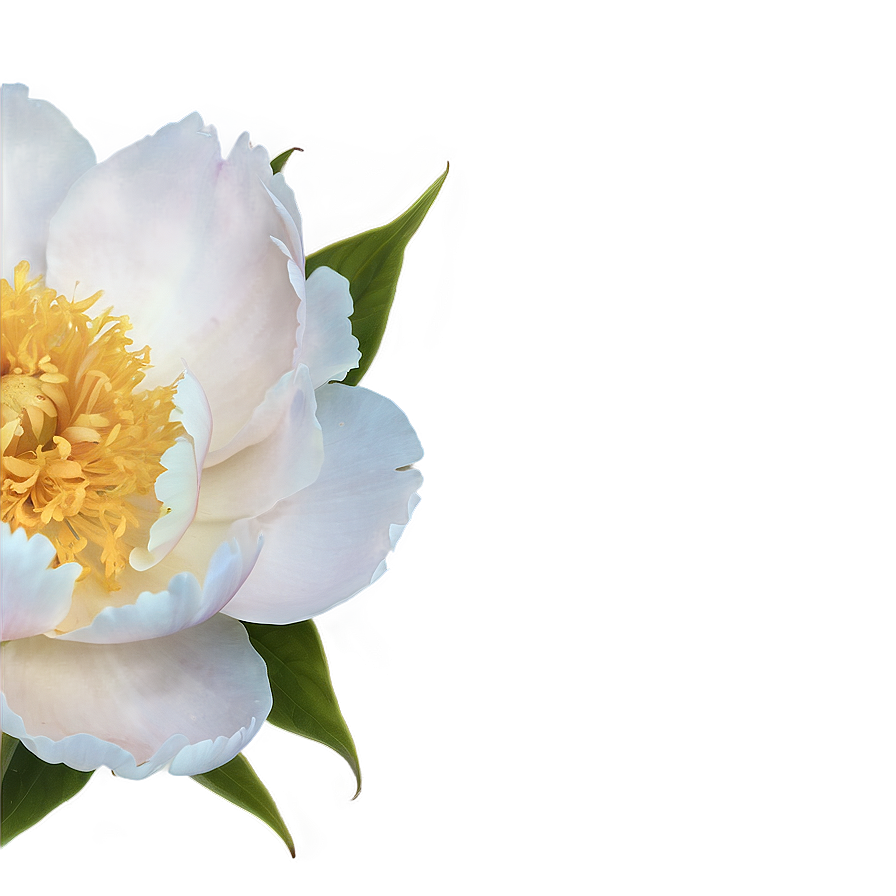 Peony Softness Png 22