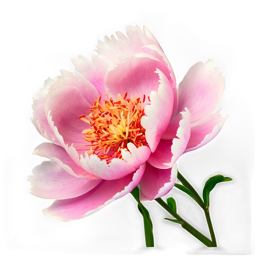 Peony Softness Png Akd