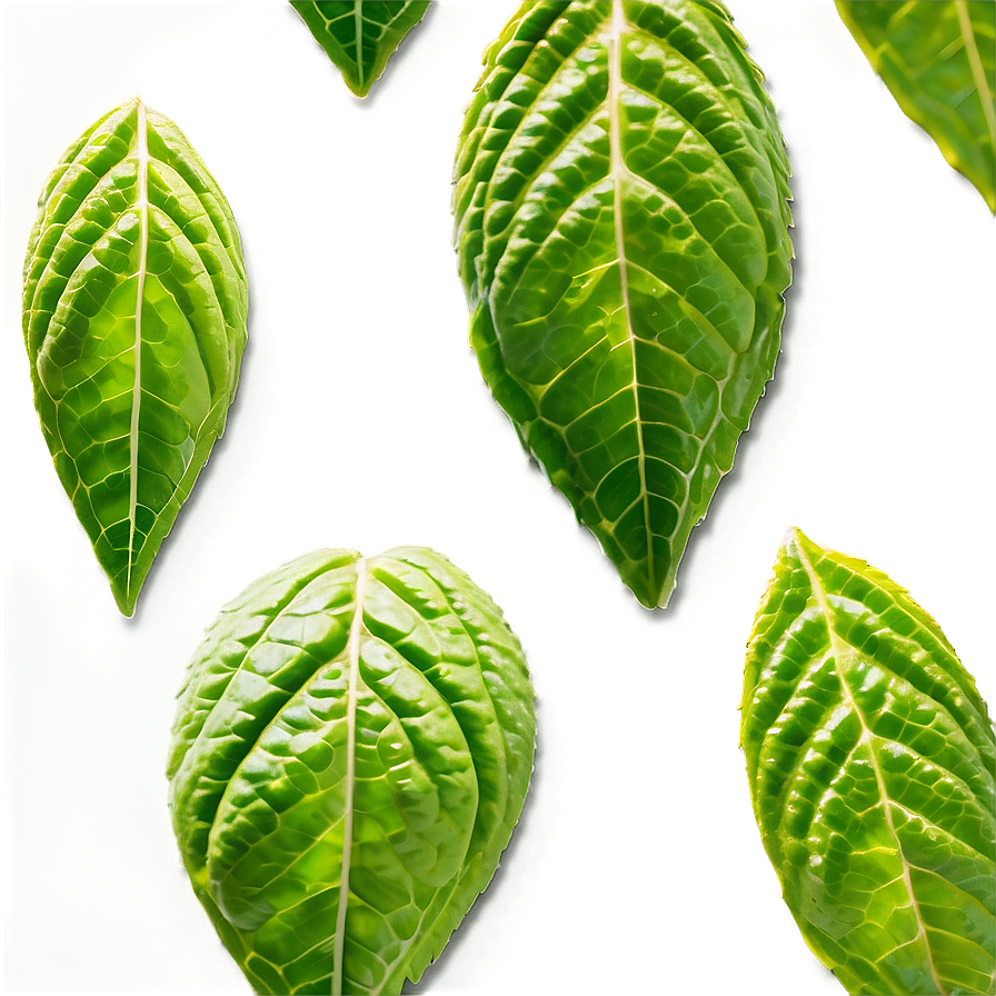 Peppermint Tea Leaf Png 05242024