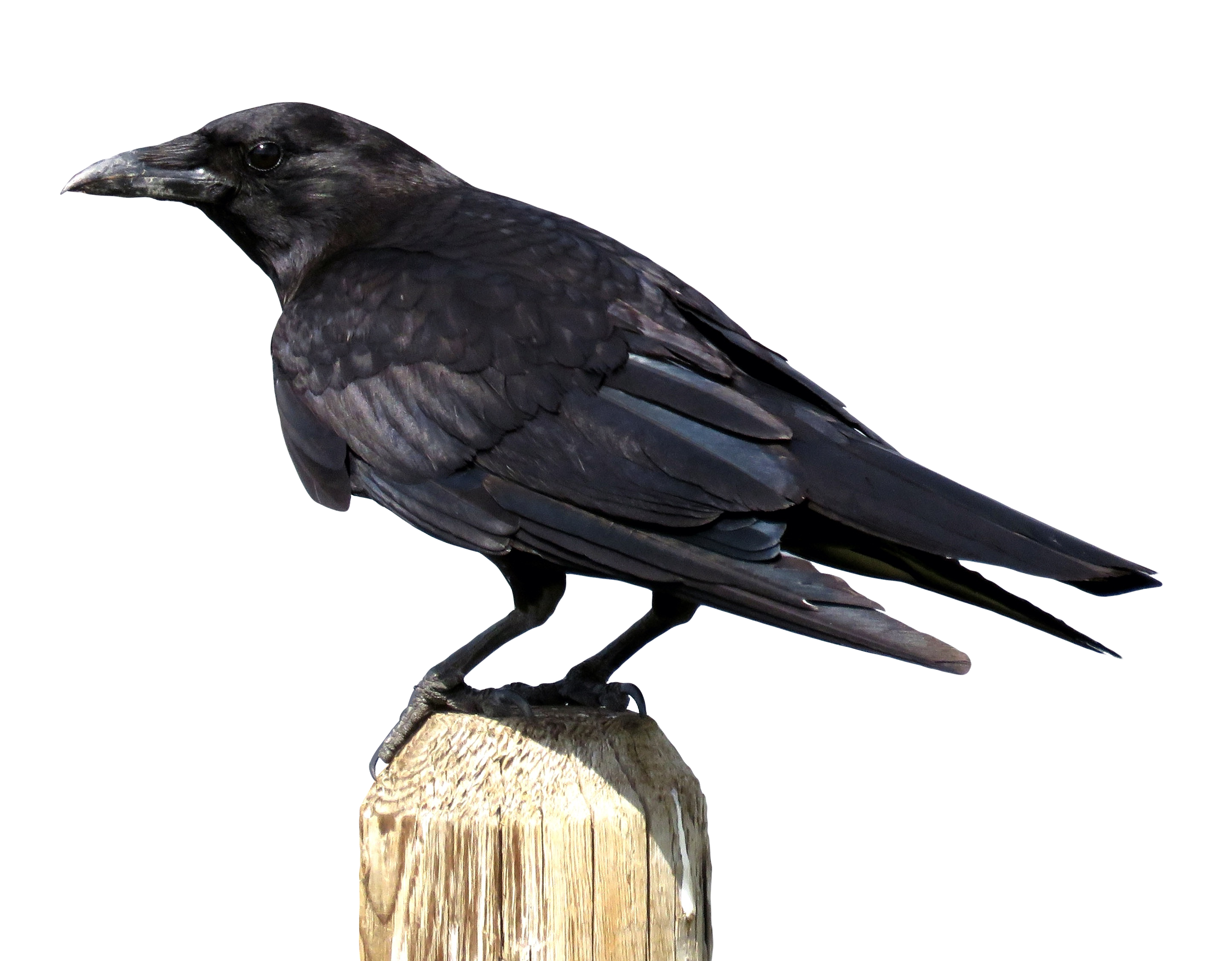 Perched Black Crow PNG with transparent background