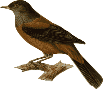 Perched Brown Bird Illustration