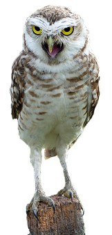 Perched Burrowing Owl Portrait PNG with transparent background