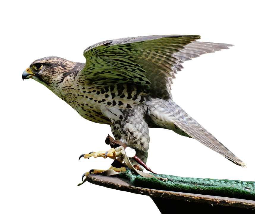 Perched Falcon Spreading Wings PNG with transparent background