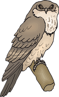 Perched Owl Illustration PNG with transparent background