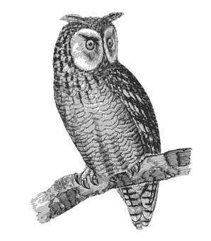 Perched Owl Sketch PNG with transparent background