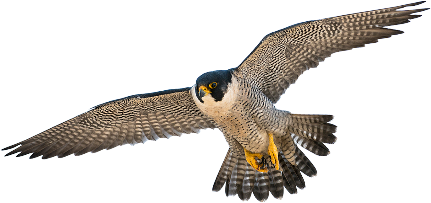 Peregrine Falcon In Flight