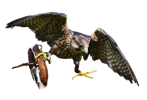 Peregrine Falconin Flight PNG with transparent background