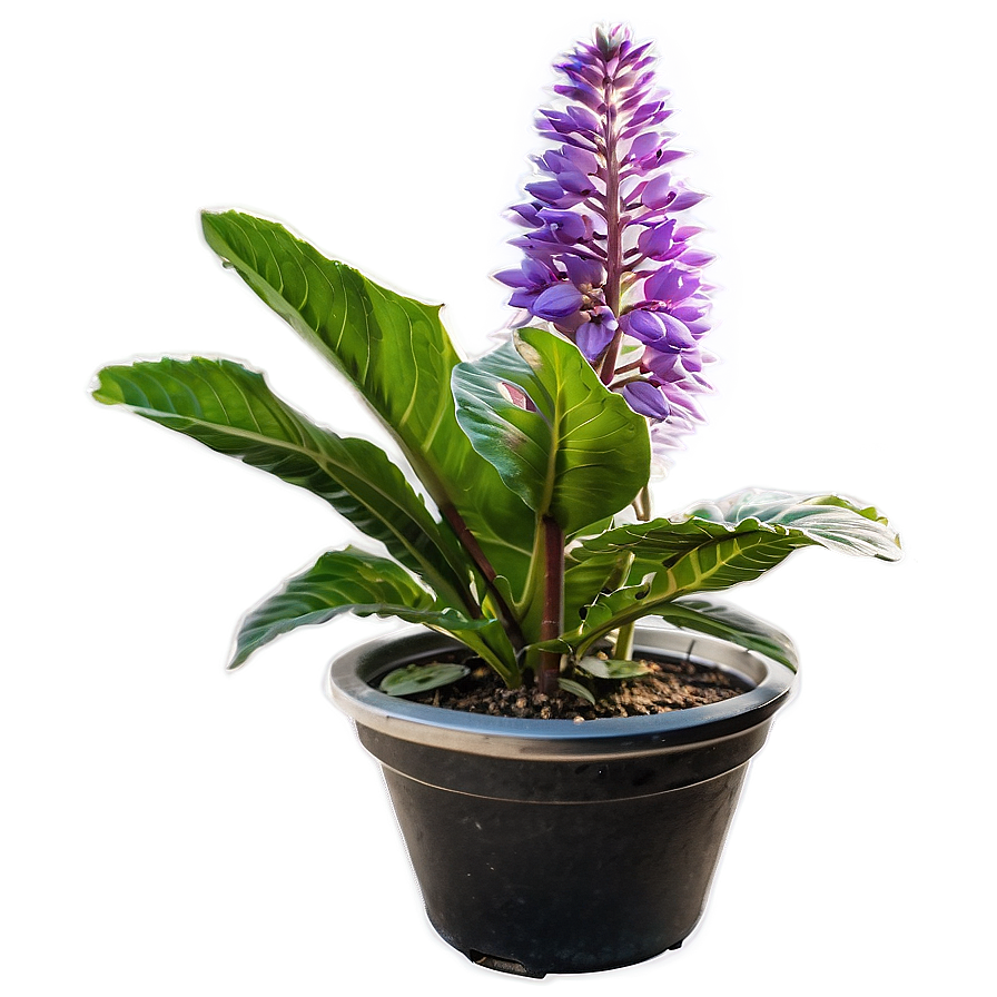 Perennial Plant Png 5