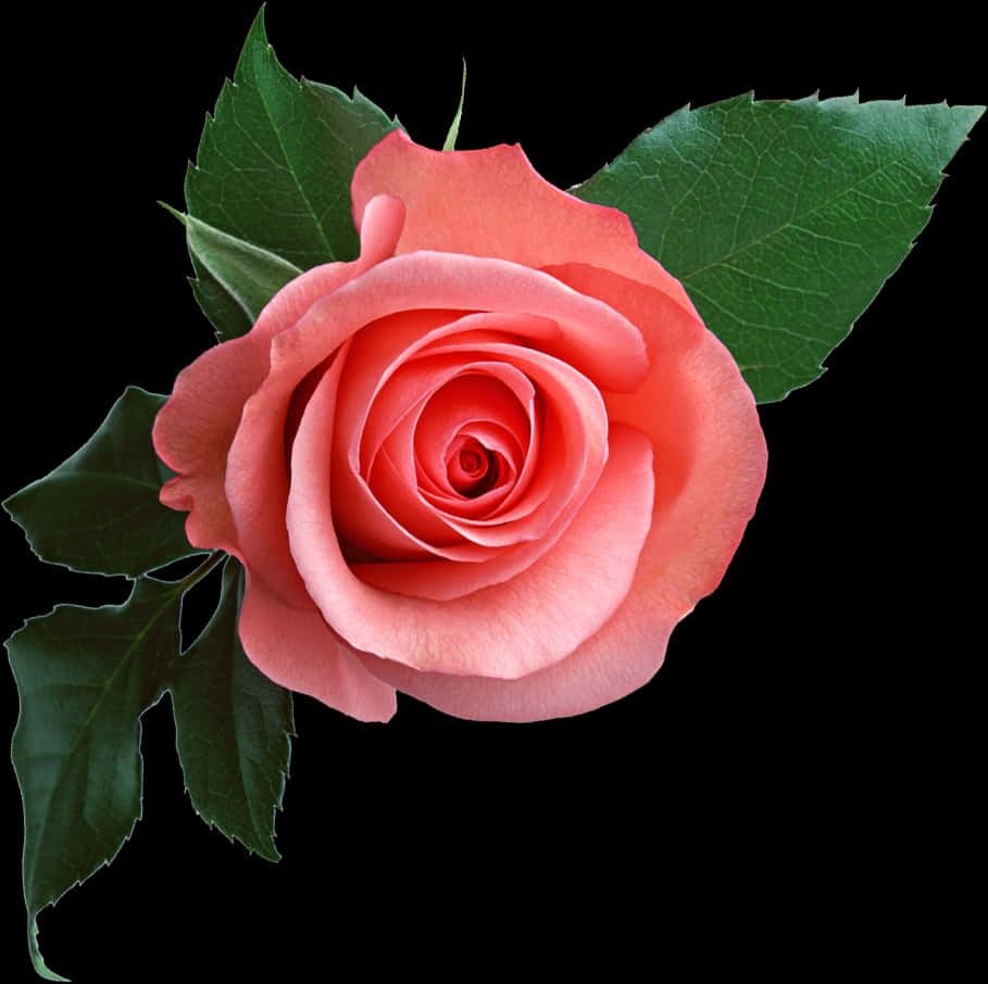 Perfect Pink Rose Black Background