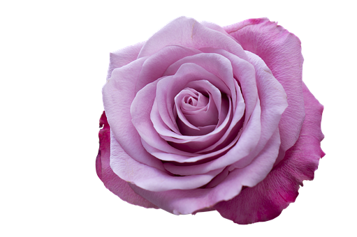 Perfect Pink Rose Black Background