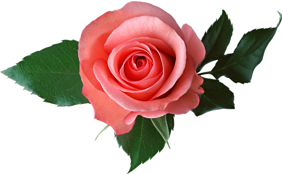 Perfect Pink Rose Isolated.png