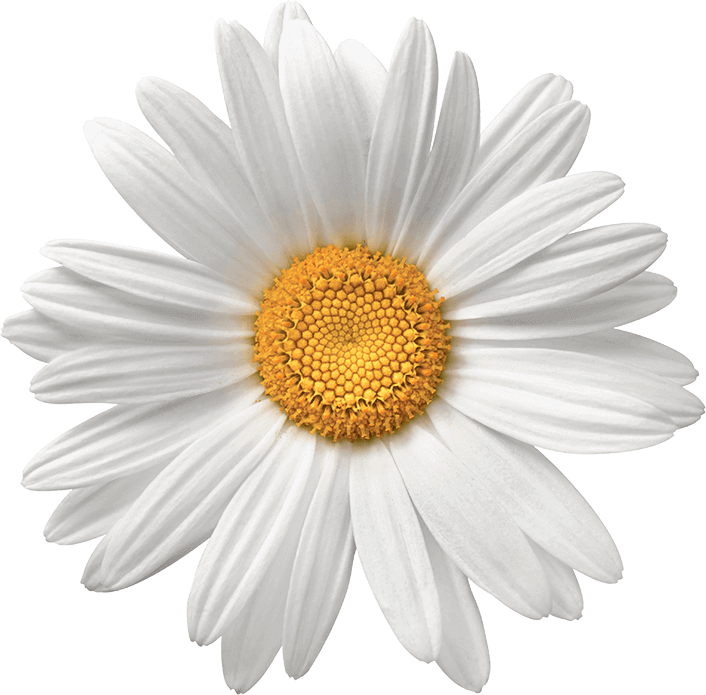 Perfect White Daisy Flower