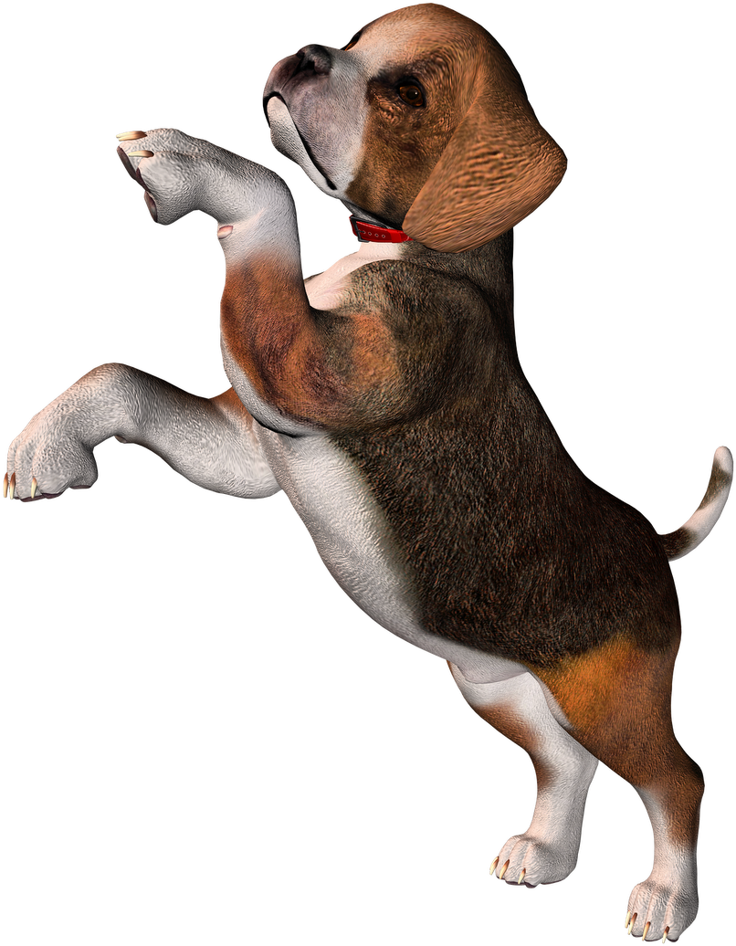 Perro Clipart Beagle - Beagle Png, Transparent Png PNG with transparent background